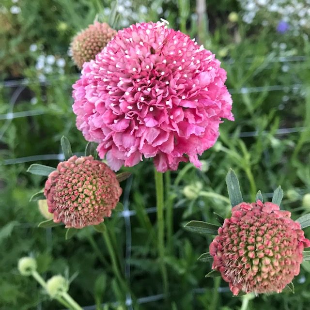 Pink Scabiosa Flower seeds blooming in flower beds, containers, borders, and pollinator-friendly gardens