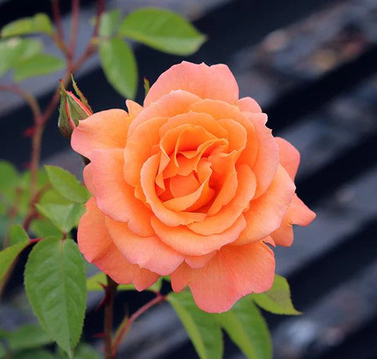 Goldish Yellow Rose Flower seeds for Planting - Drought Tolerant, Heirloom & GMO Free Seeds for Home Garden