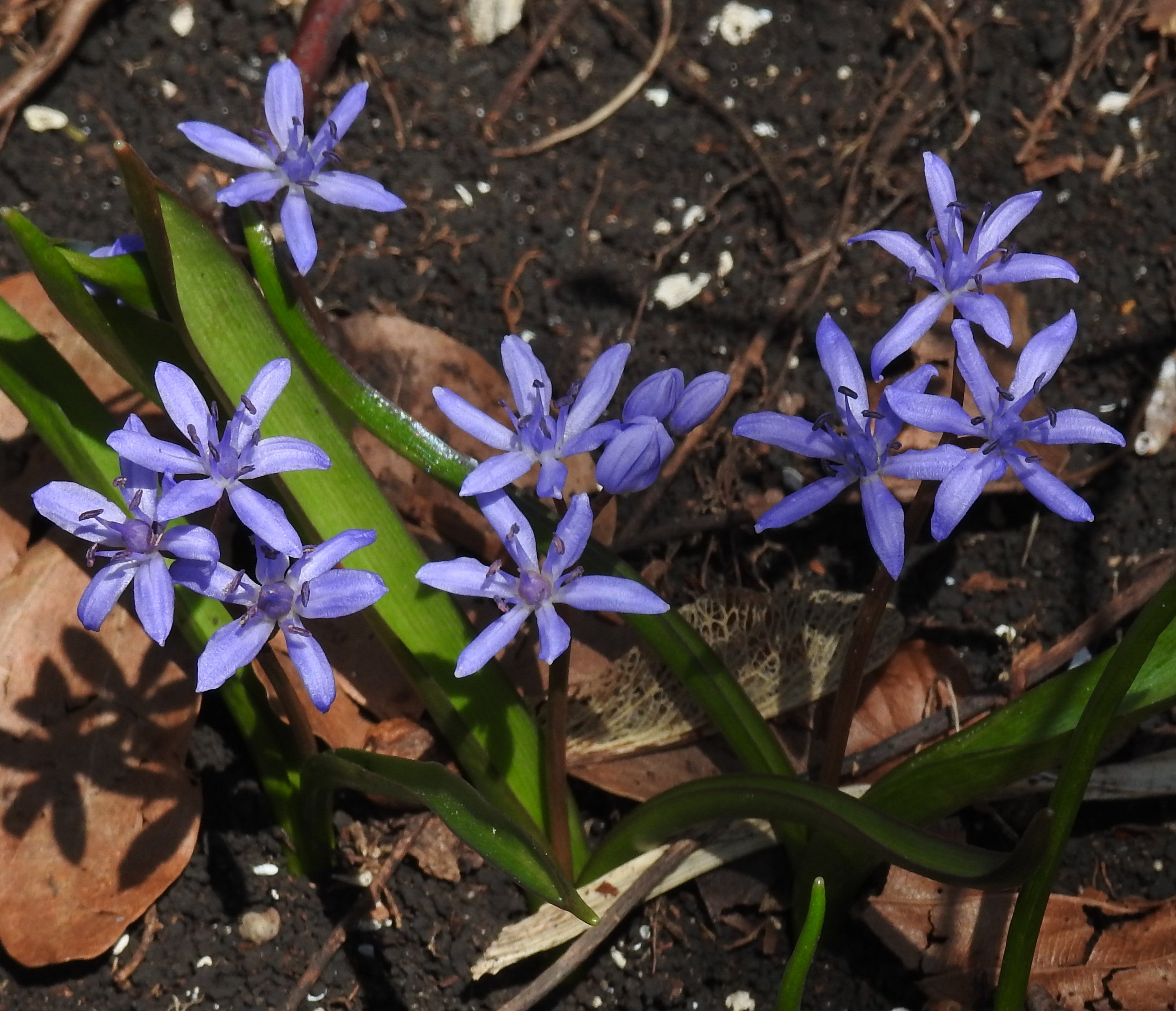 Scilla Bifolia Flower seeds for Planting - Premium Quality, Heirloom & GMO Free Seeds for Home Garden
