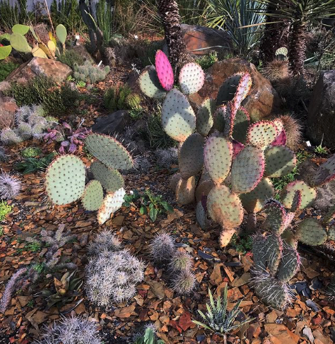 Opuntia Chlorotica Seeds for Planting Mixed Cactus Variety