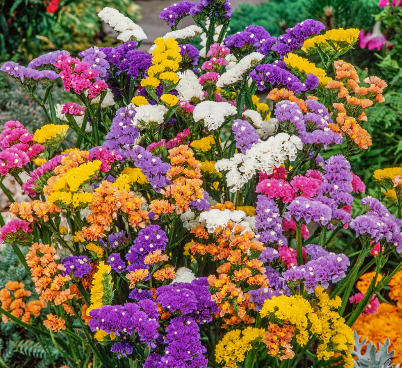 Limonium Flower seeds for Planting Hardy Variety Heirloom & GMO Free Seeds for Home Garden
