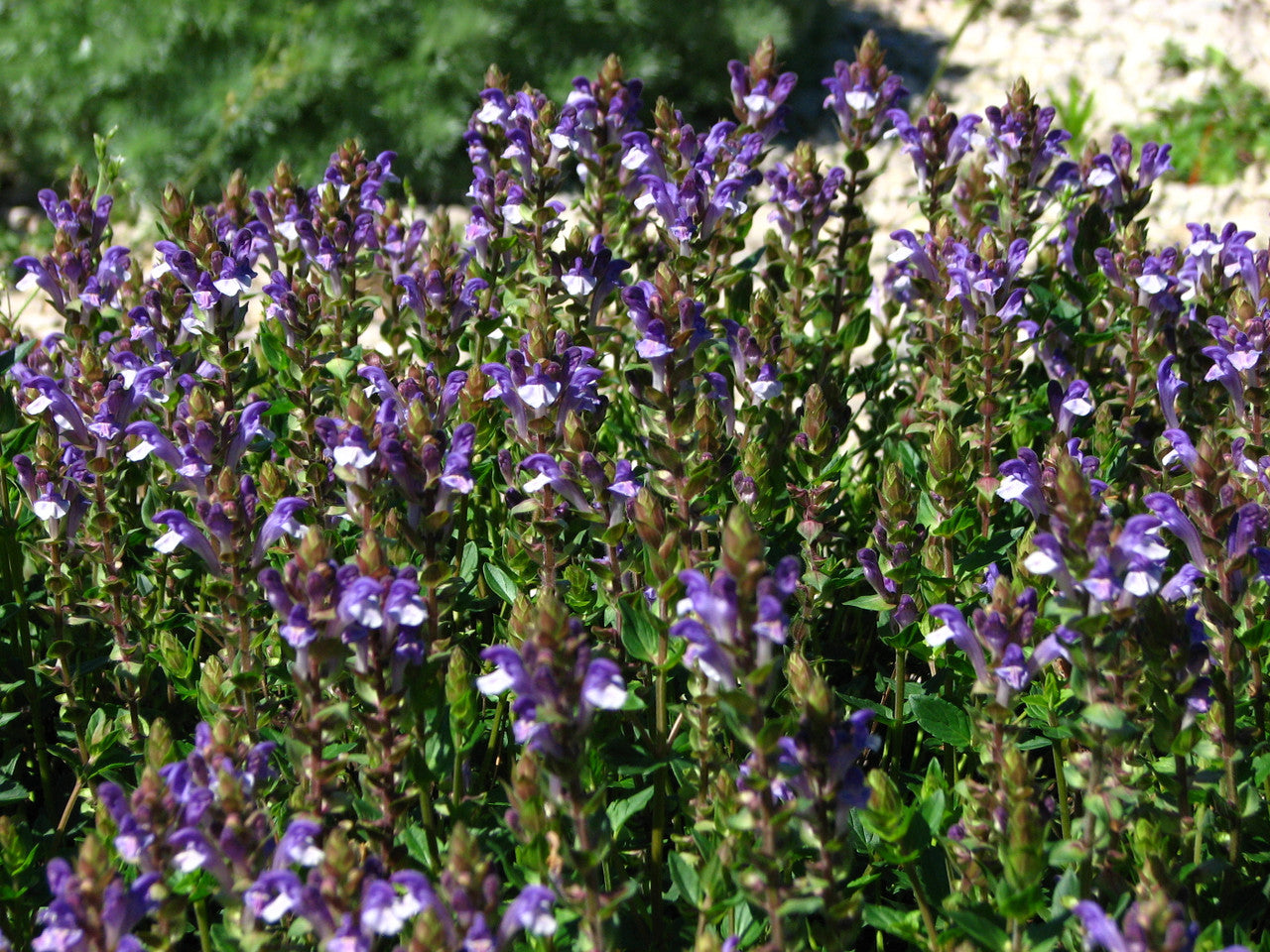 Blue Scutellaria Baicalensis Flower seeds for Planting - Low Maintenance, Heirloom & GMO Free Seeds for Home Garden