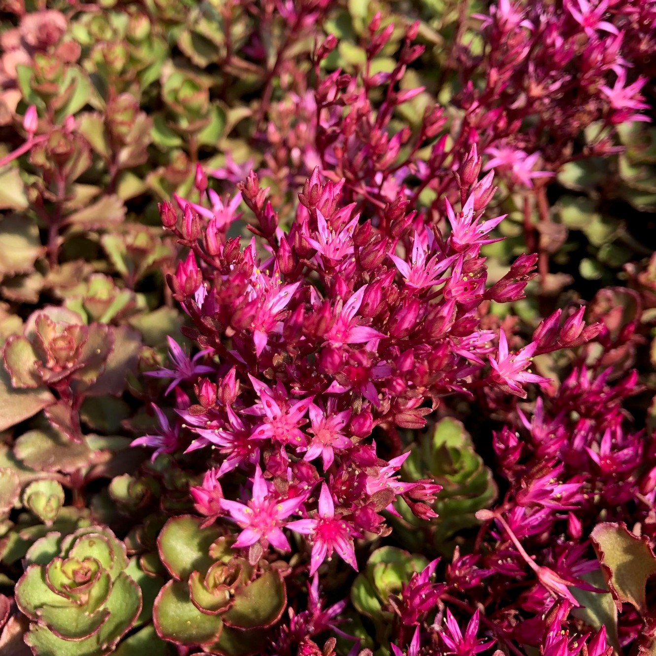 Pink Sedum Voodoo Flower seeds for Planting - Colorful Display, Heirloom & GMO Free Seeds for Home Garden