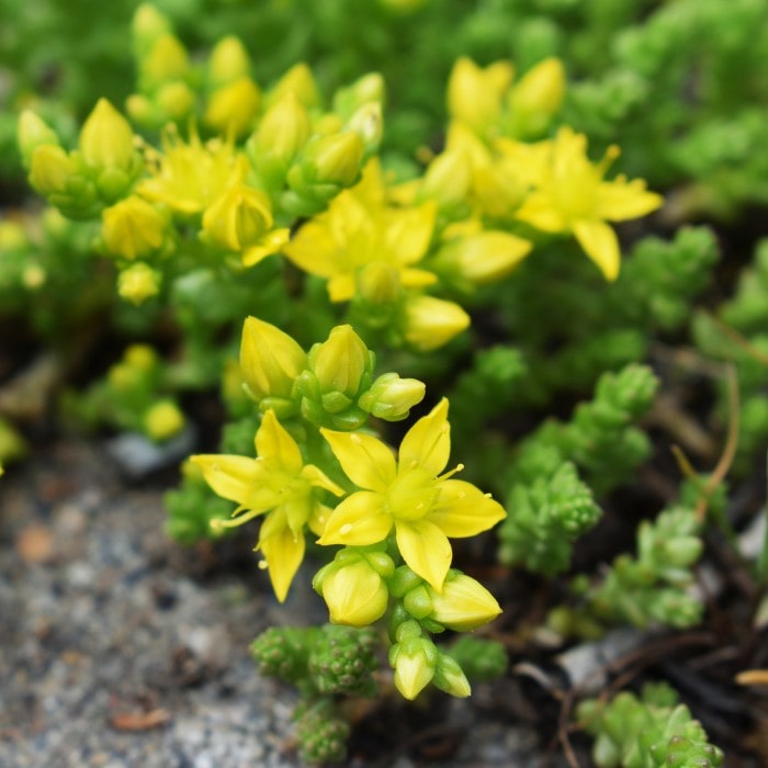 Sedum Flower seeds for Planting Long Bloom Season Heirloom & GMO Free Seeds for Home Garden
Sale for planting in home garden