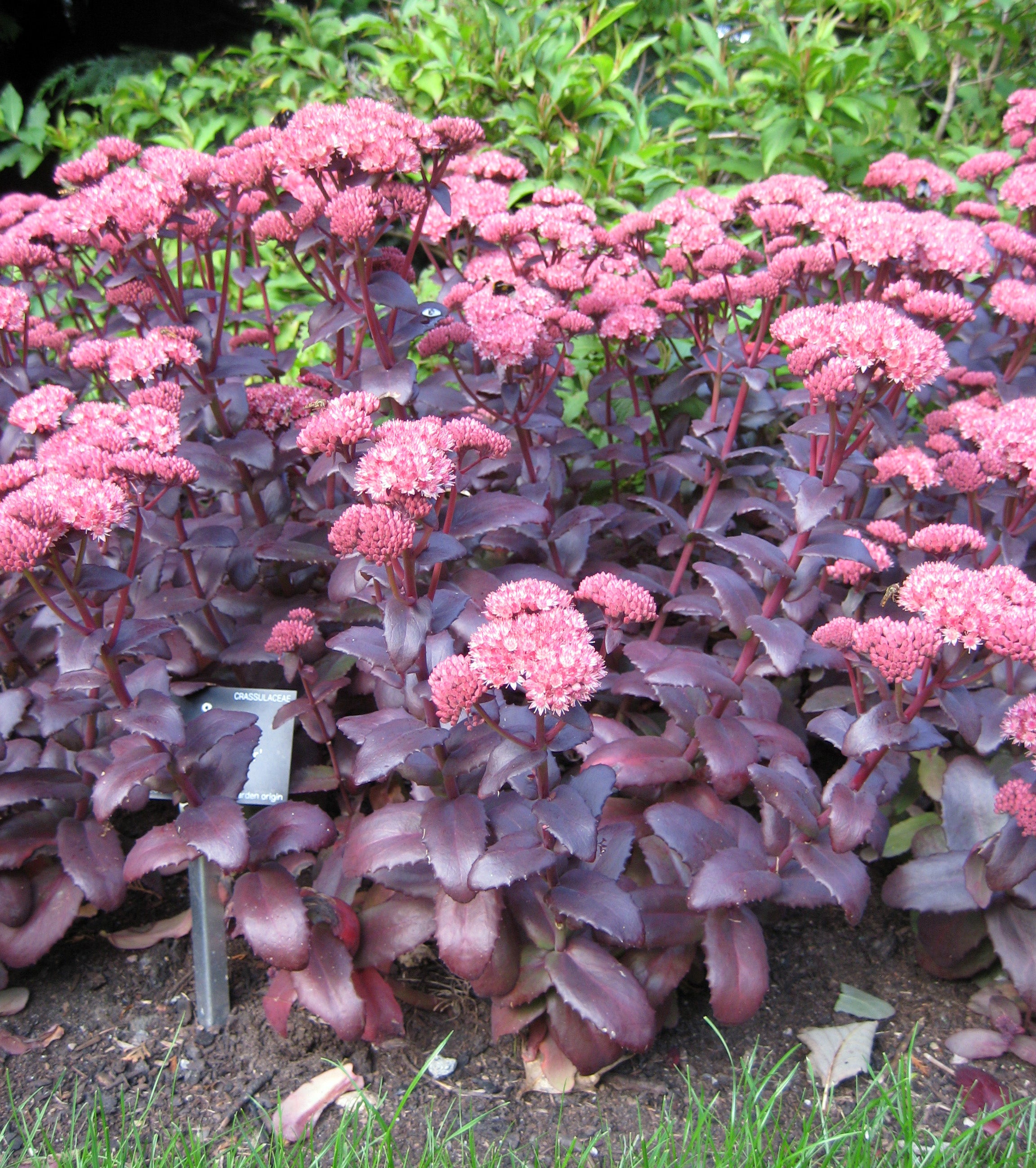 Pink Telephium Flower seeds for Planting - Garden Favorite, Heirloom & GMO Free Seeds for Home Garden
