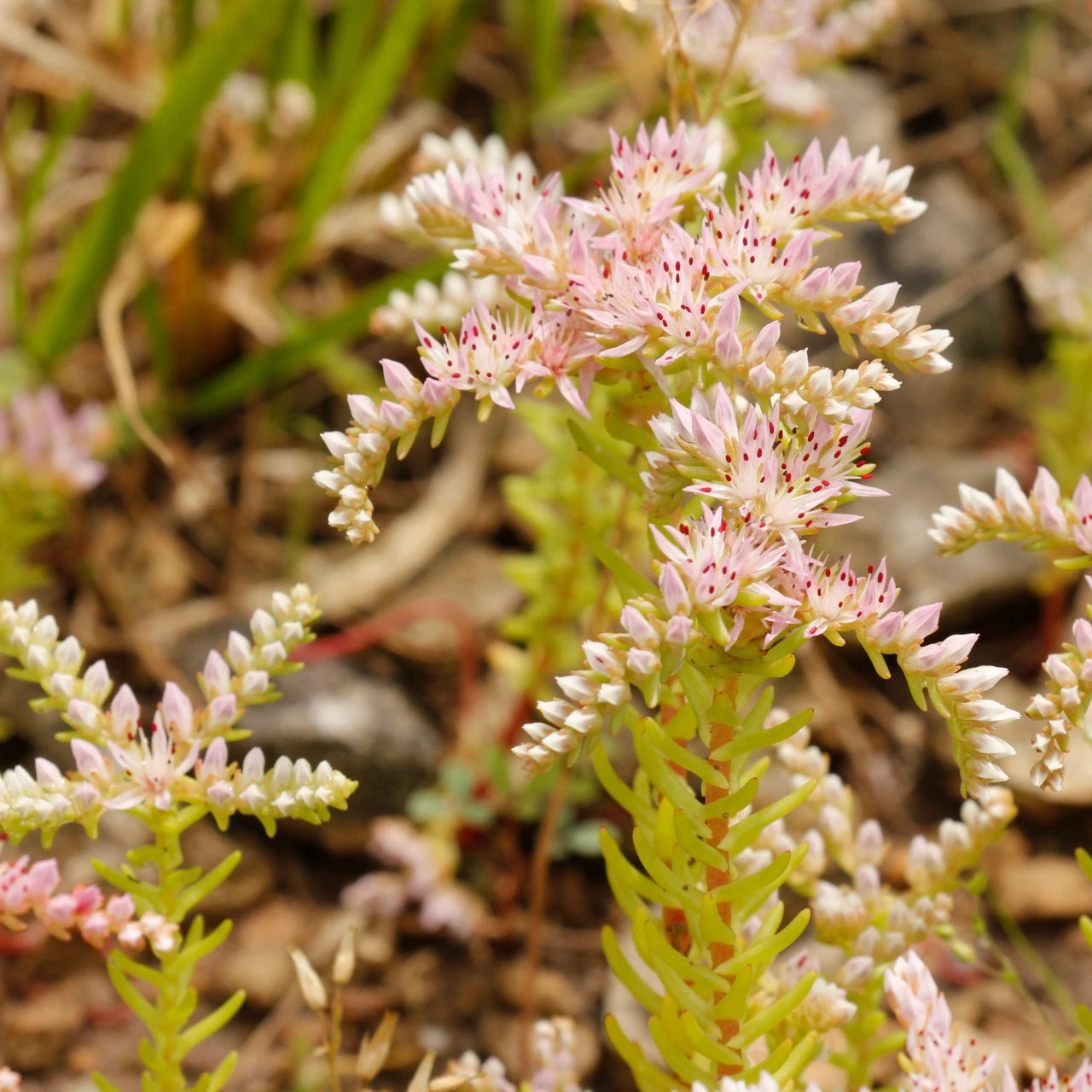 Pink White Sedum Pulchellum Flower seeds for Planting - Sun Loving, Heirloom & GMO Free Seeds for Home Garden