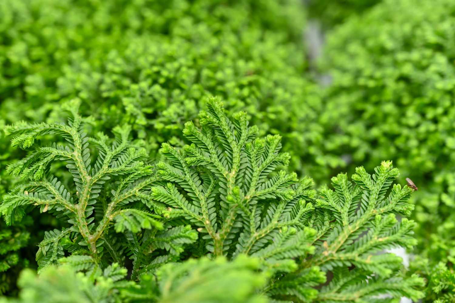 Selaginella Seeds for Easy Planting