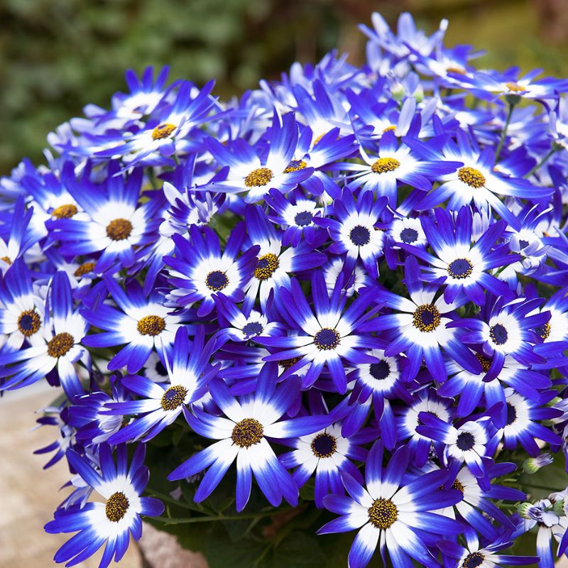 Heirloom Senetti Pericallis Flower seeds blooming in flower beds, containers, borders, and pollinator-friendly gardens