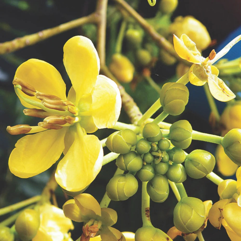 Heirloom Cassia Flower seeds blooming in flower beds, containers, borders, and pollinator-friendly gardens