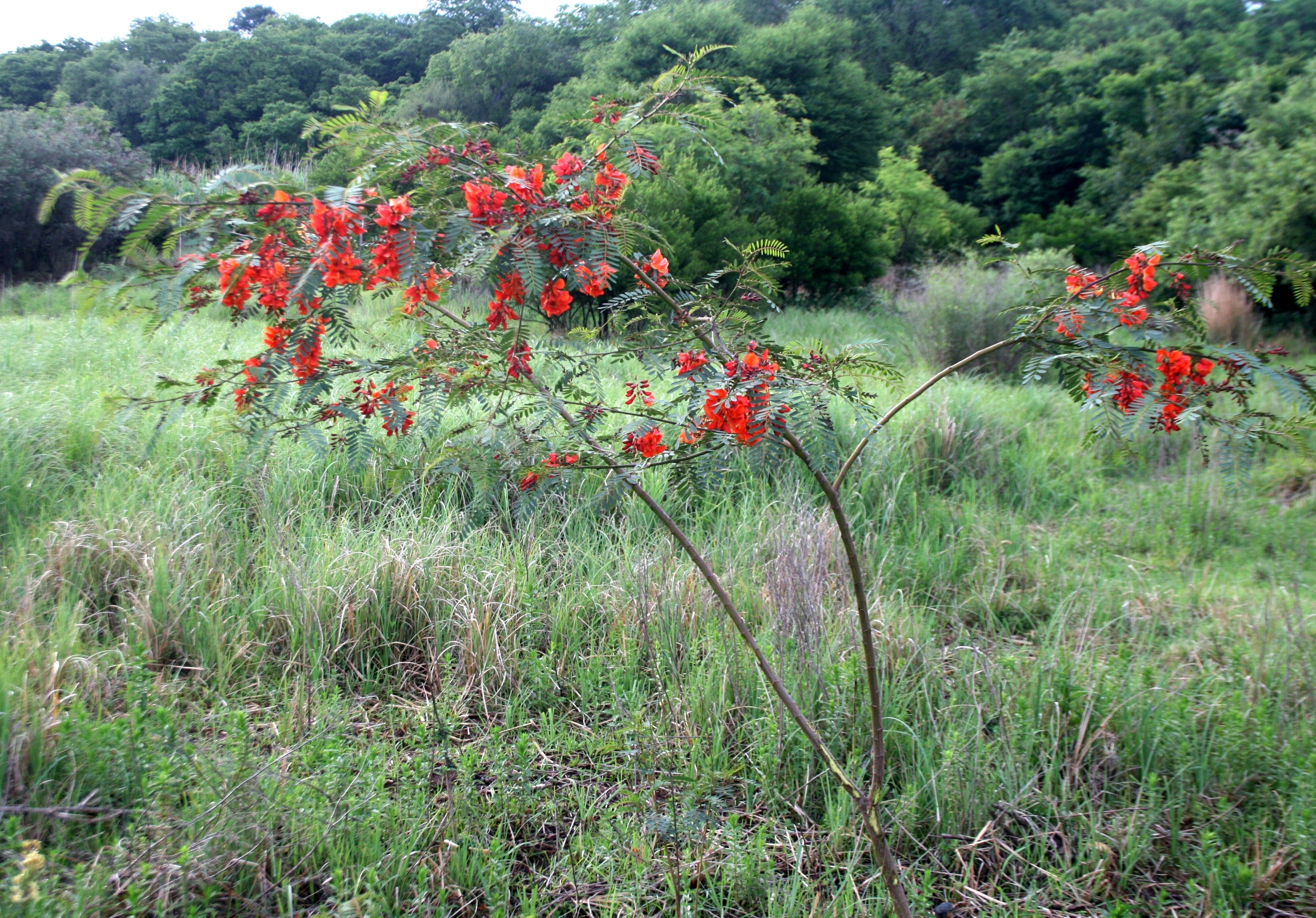 Sesbania Punicea Red Wisteria Seeds - Orange Flowers