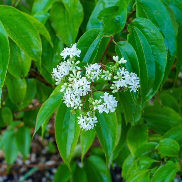 White Sevenson Flower seeds for Planting - Wildflower Mix, Heirloom & GMO Free Seeds for Home Garden