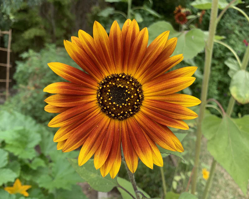 Yellow Red SunFlower seeds for Planting - Garden Favorite, Heirloom & GMO Free Seeds for Home Garden