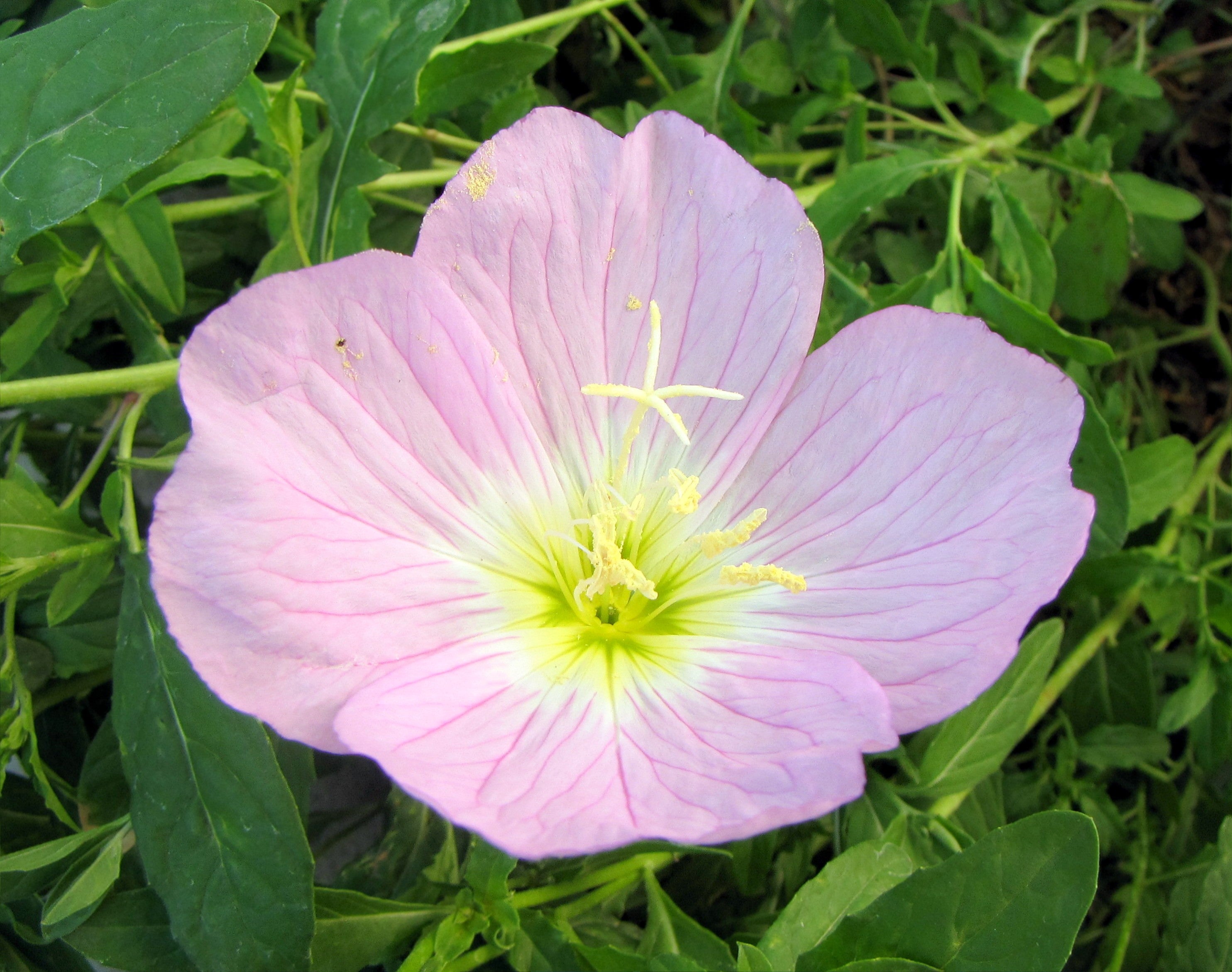Oenothera speciosa (Mexican or Showy Evening Primrose)Flower Seeds for Planting Flower seeds for Planting Bright Blooms