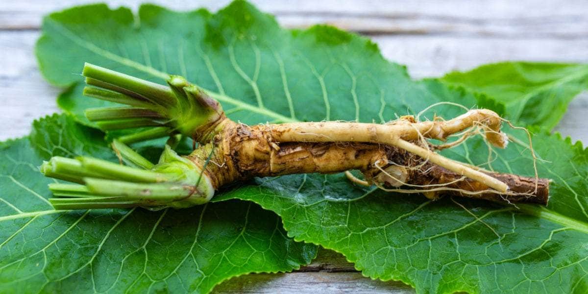 Russian Horseradish Vegetable Seeds for Home Planting