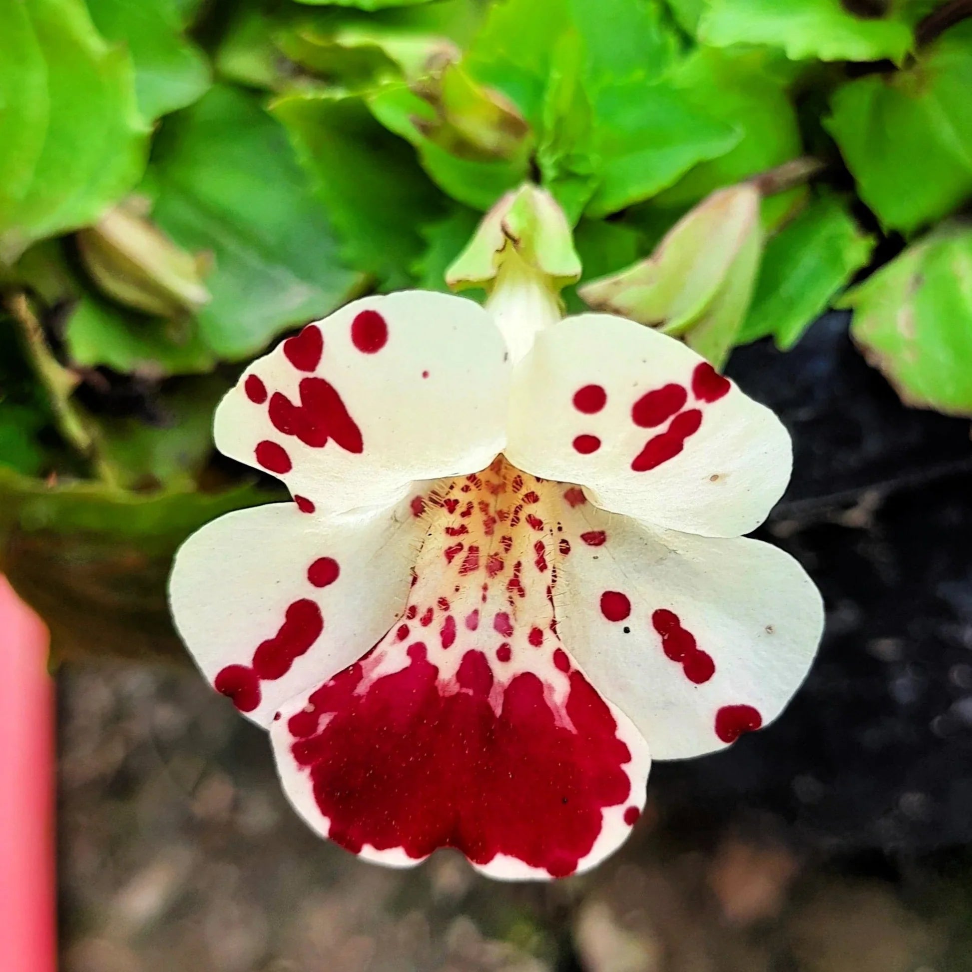 White Mimulus Flower Seeds for Planting Seed for Lush Gardens and Delightful Blooms