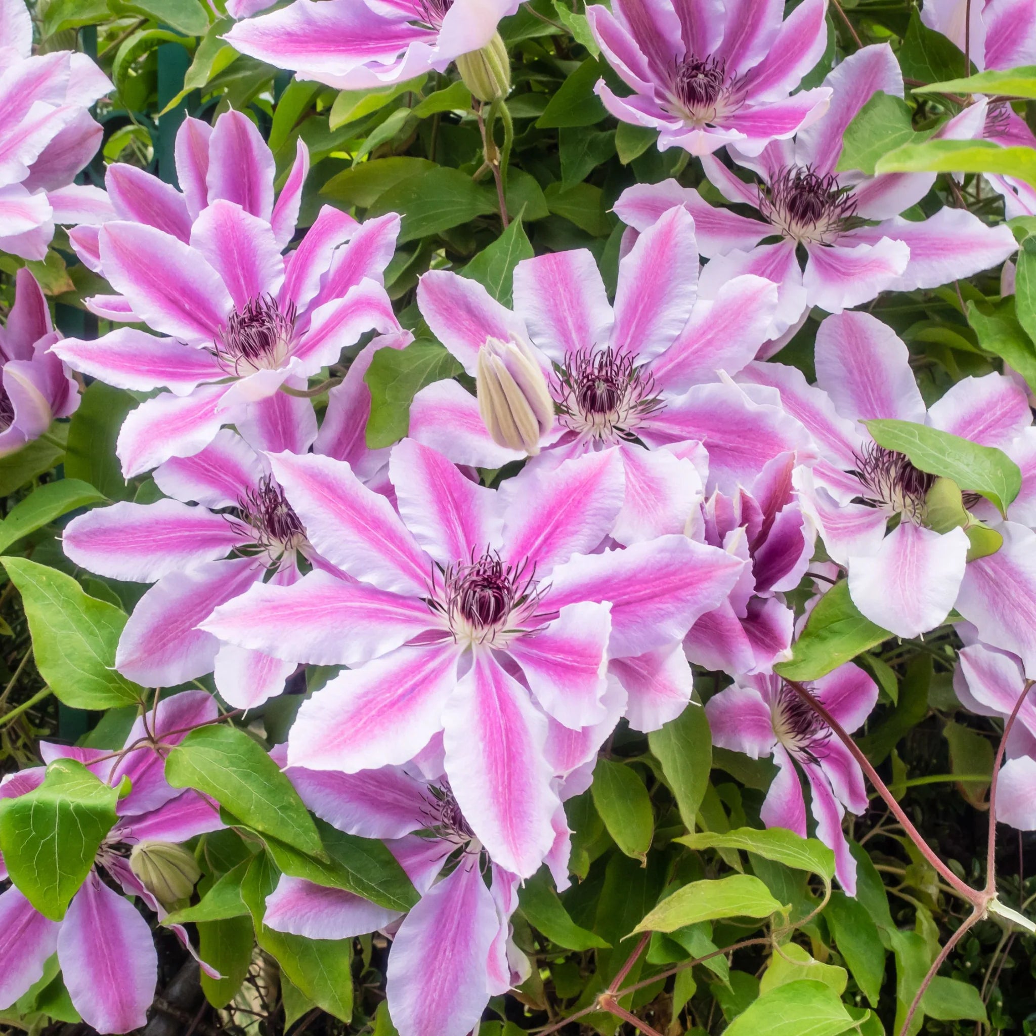 Pink Violet Clematis Flower seeds for Planting - Low Maintenance, Heirloom & GMO Free Seeds for Home Garden