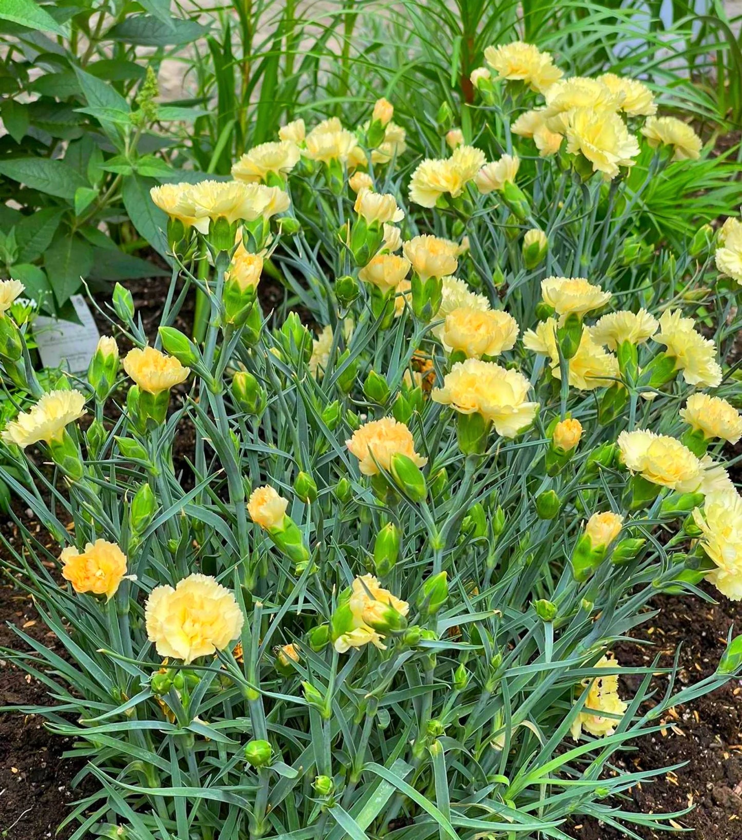 Yellow Caryophyllus Flower seeds for Planting - Long Bloom Season, Heirloom & GMO Free Seeds for Home Garden