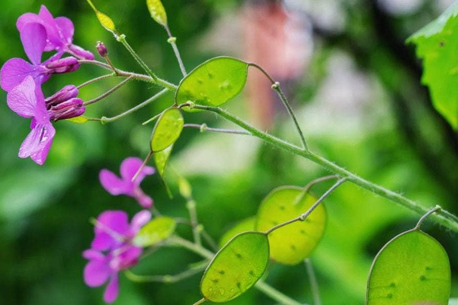 Lunaria Money Flower seeds for Planting - Compact Growth, Heirloom & GMO Free Seeds for Home Garden