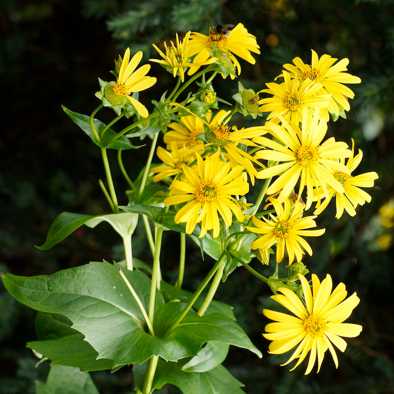 Yellow Silphium Perfoliatum Flower seeds for Planting - Shade Tolerant, Heirloom & GMO Free Seeds for Home Garden