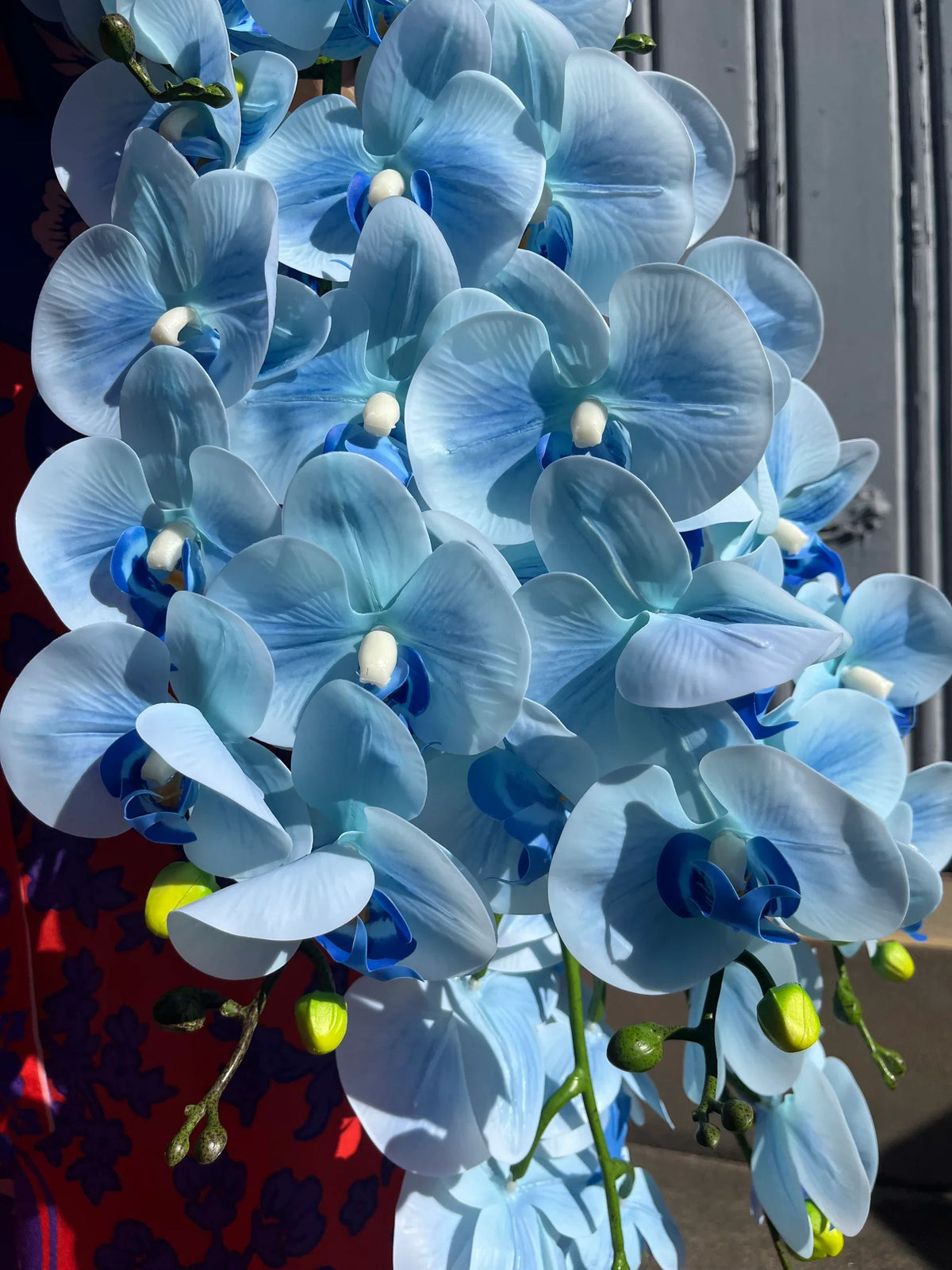 Sky Blue Orchid Flower seeds for Planting - Vibrant Colors, Heirloom & GMO Free Seeds for Home Garden
Sale seeds for planting in home garden