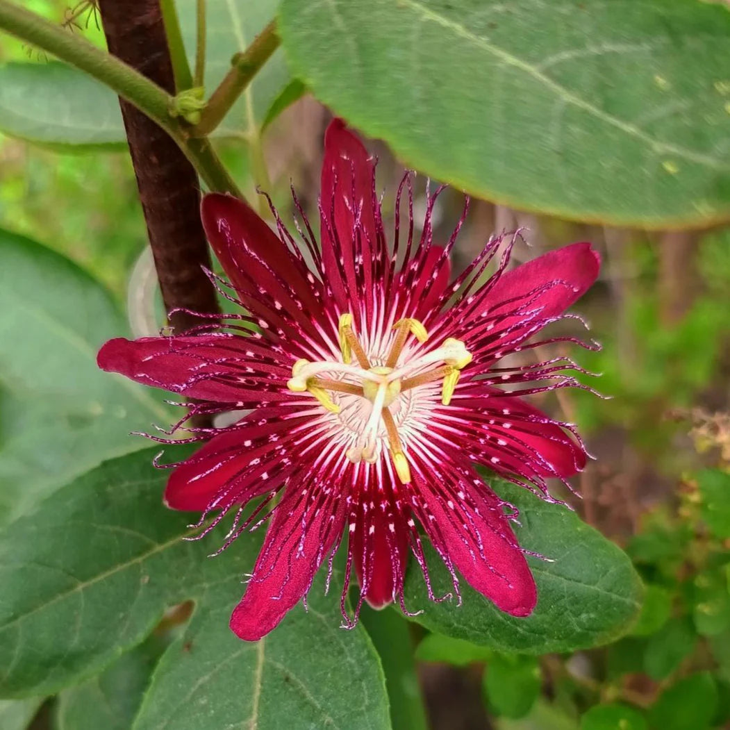 Passion Flower seeds for Planting Hardy Variety Heirloom & GMO Free Seeds for Home Garden