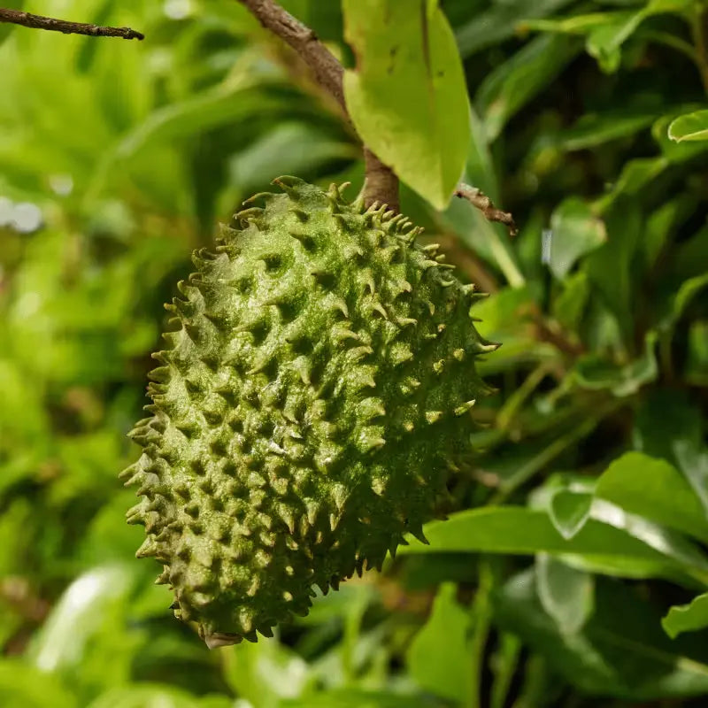 Graviola Fruit Seeds - Grow Delicious Soursop Fruit at Home
