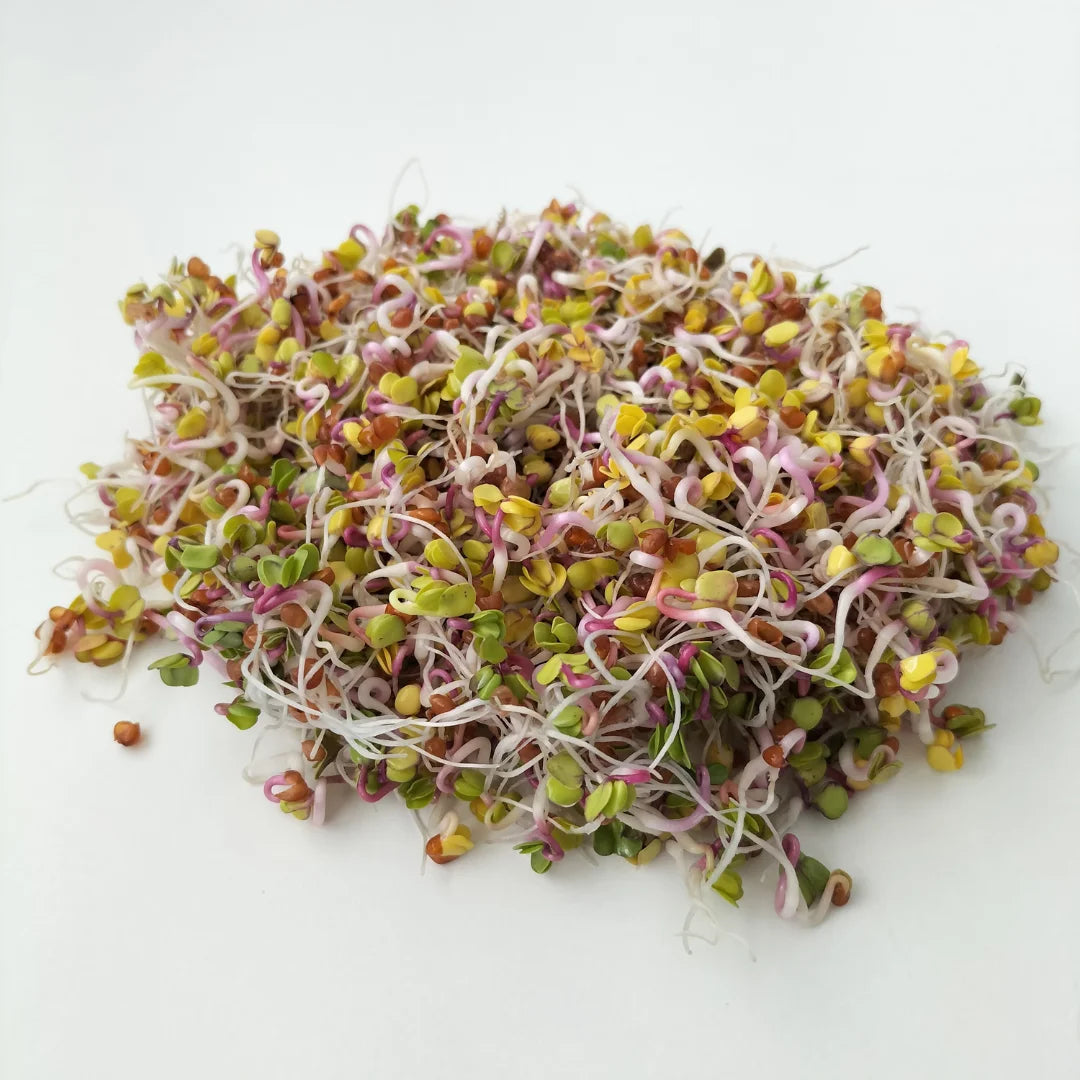 China Rose Rettichsamen Seeds for Spicy, Flavorful Radishes