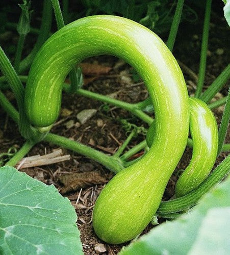 Tromba Albenga Squash Seeds for Unique Long Squash Varieties