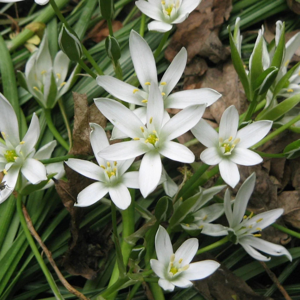 Star of Bethlehem Seeds for Planting