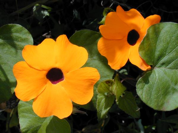 Heirloom Thunbergia Flower seeds for Planting Seasonal Bloomer Heirloom & GMO Free Seeds for Home Garden