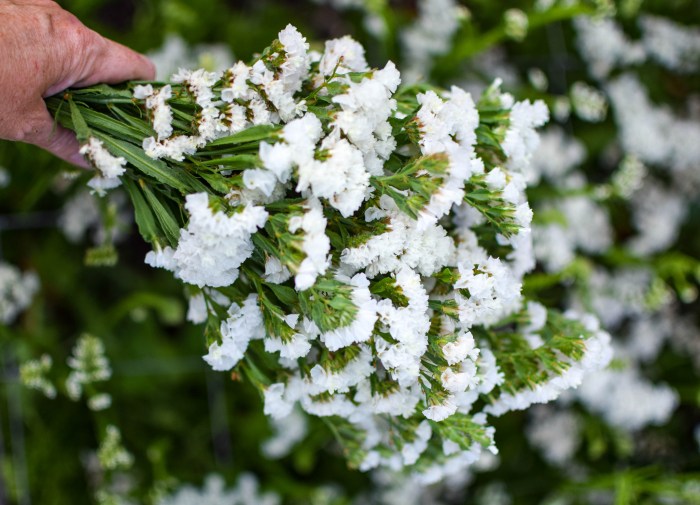 White Semi Statice Flower Seeds for Elegant White Statice Blooms