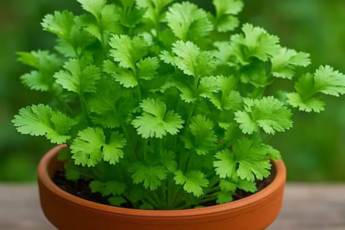 Cilantro Coriander Seeds for Planting Grow Fresh Green Herbs