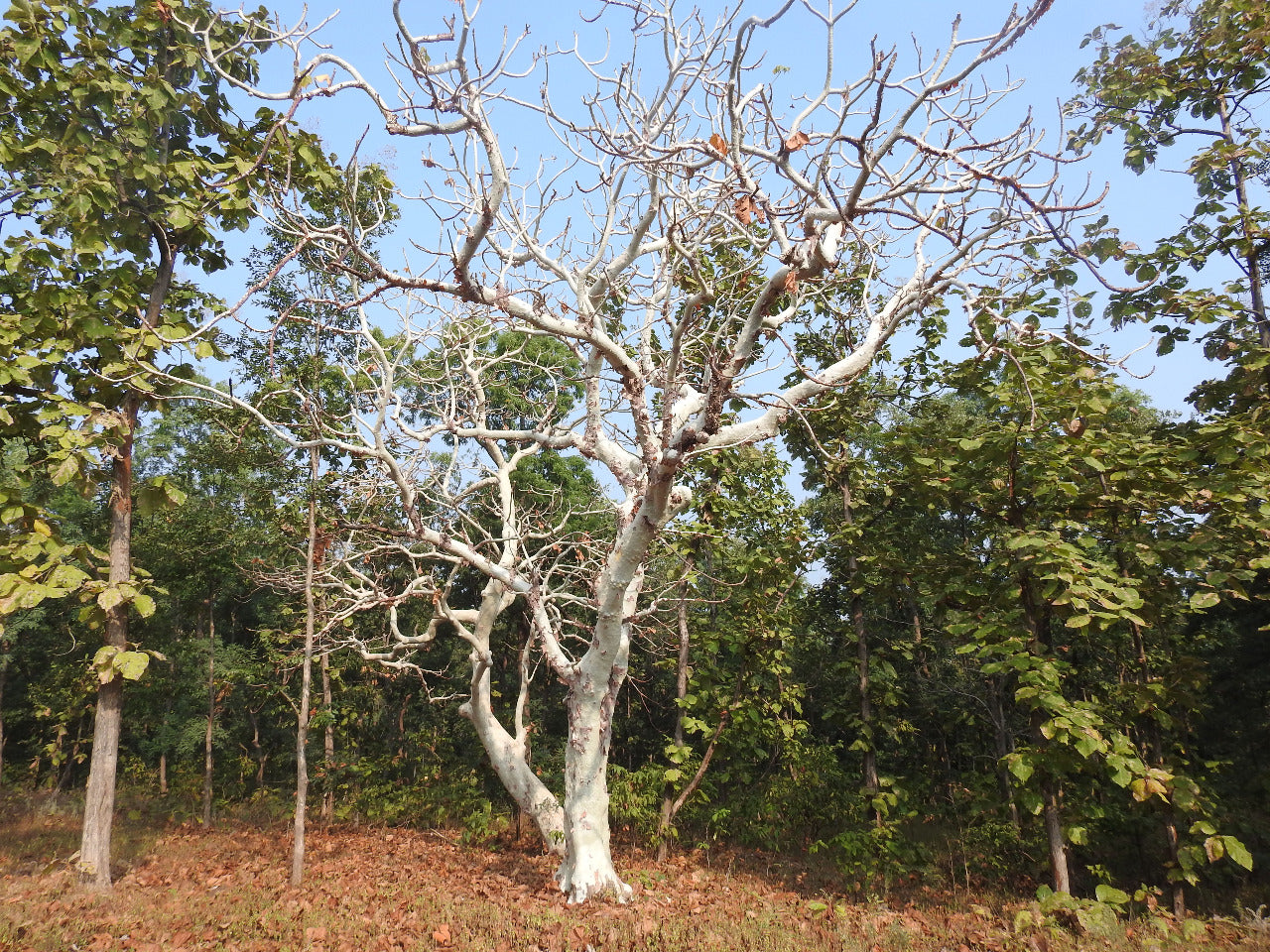Sterculia Urens Tree Seeds for Planting Exotic Red Tree Seeds