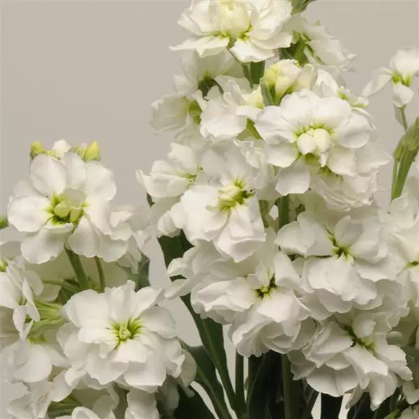 White Matthiola Incana Flower Seeds for Garden Planting - Seed for Beautiful and Fragrant Blooms