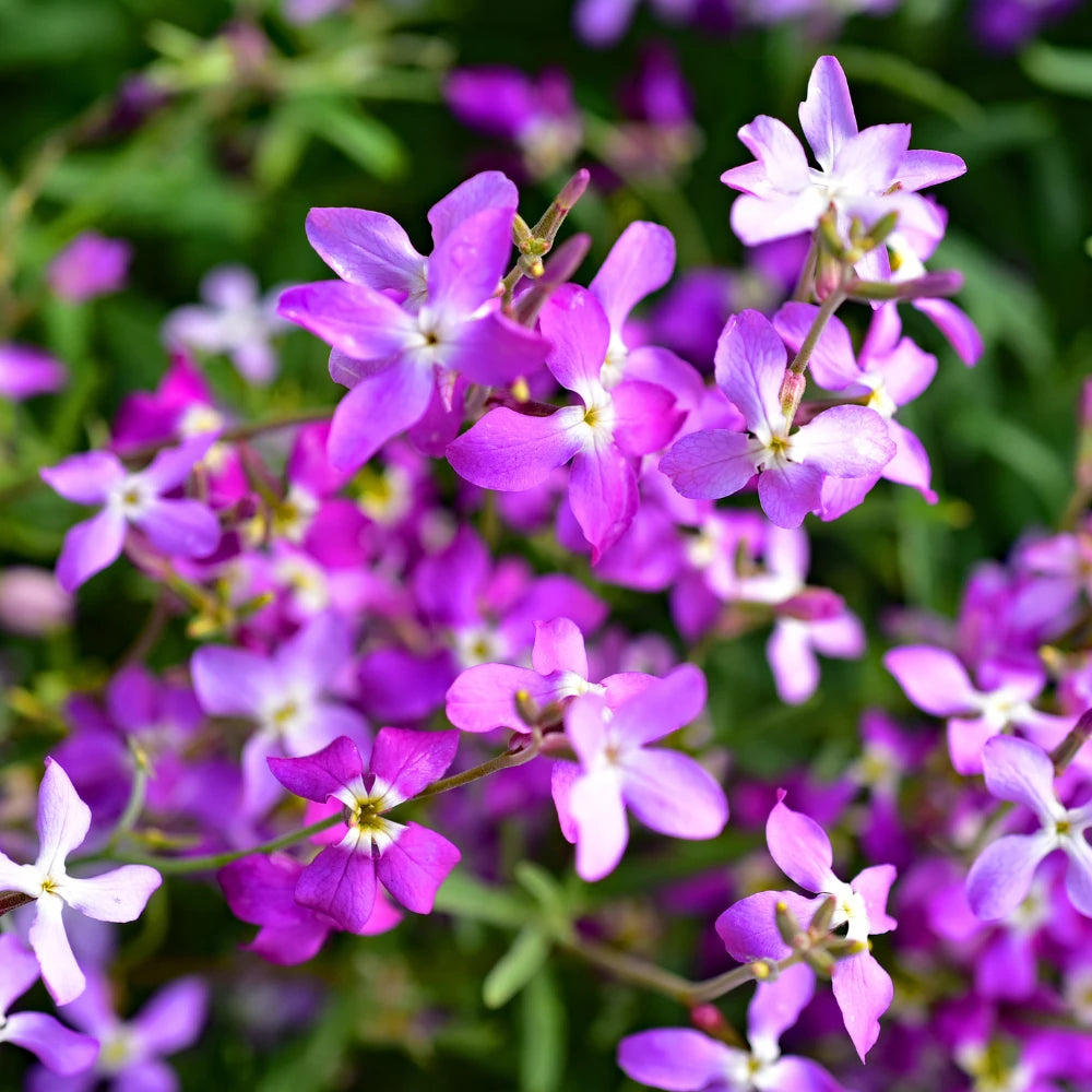 Pink EveningScented Flower Seeds for Planting Garden Favorite Heirloom & GMO Free Seeds for Home Garden
Sale