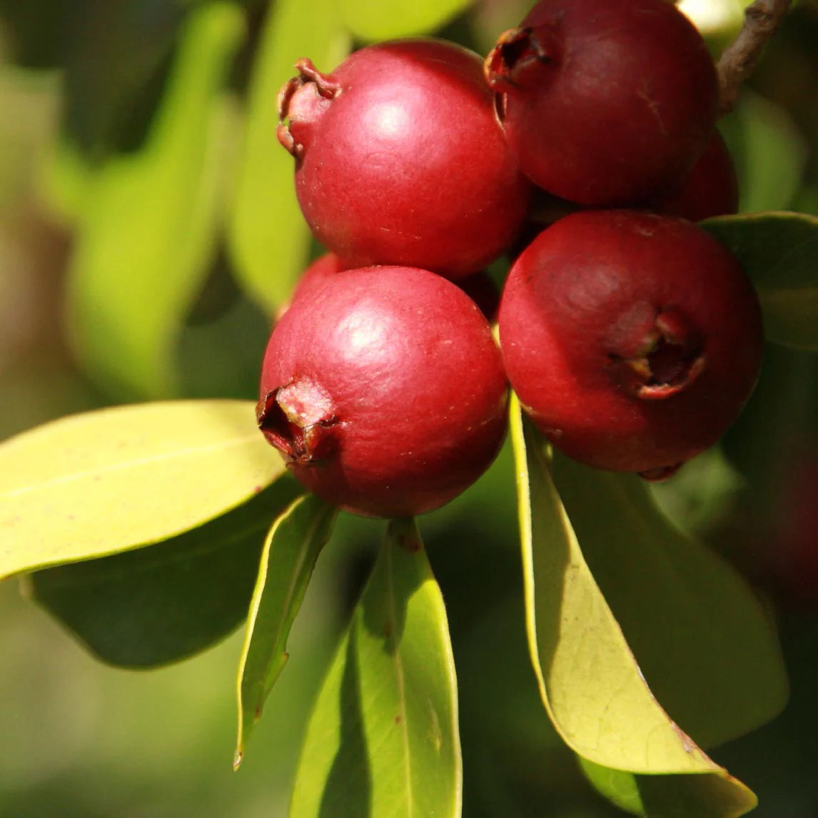 Strawberry Guava Seeds for Planting Grow Your Own Delicious Fruit