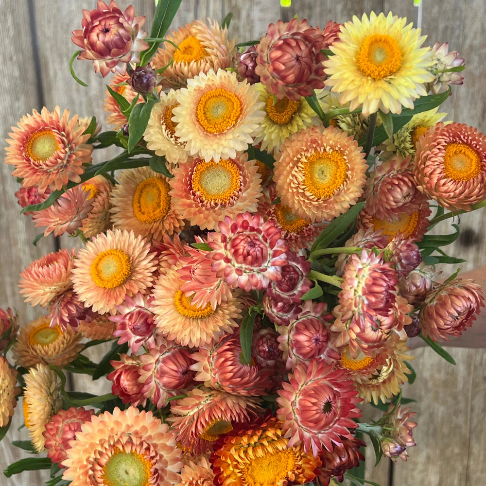 Mixed Straw Flower seeds for Planting - Pollinator Friendly, Heirloom & GMO Free Seeds for Home Garden