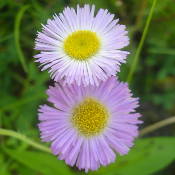 Purple Erigeron Flower seeds for Planting - Premium Quality, Heirloom & GMO Free Seeds for Home Garden
