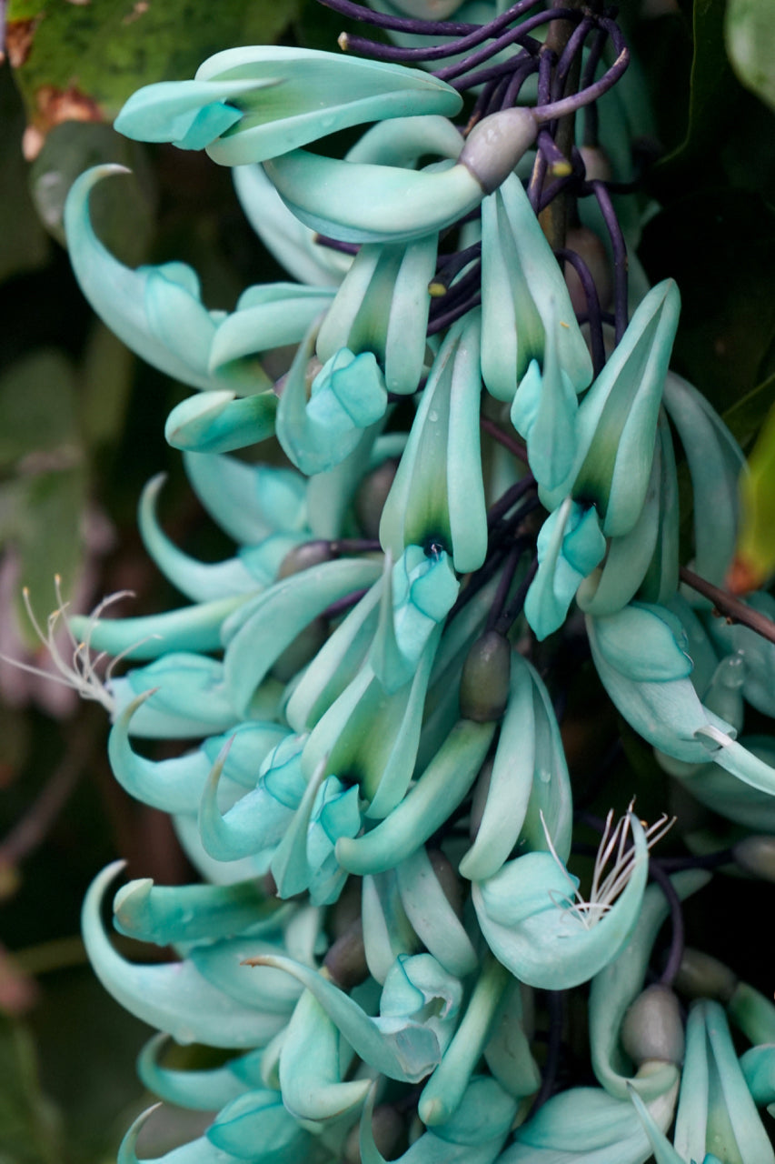 Jadewein Flower seeds for Planting - Cut Flower Favorite, Heirloom & GMO Free Seeds for Home Garden