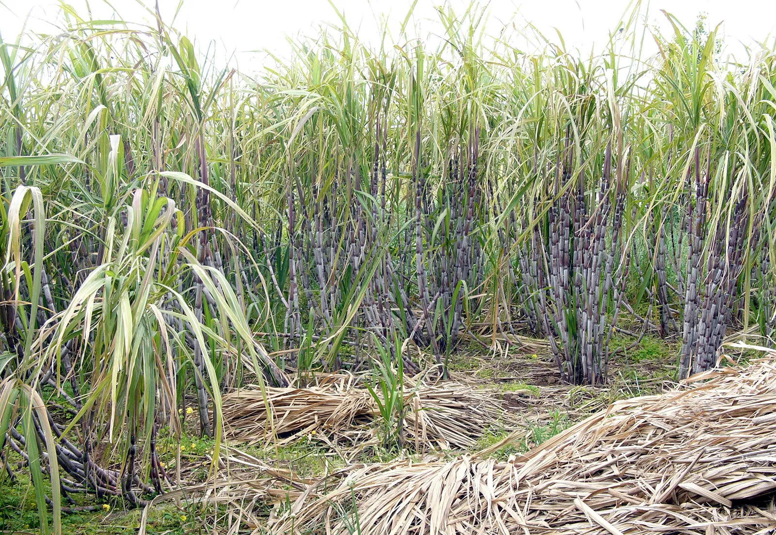 Sugarcane Seeds for Planting