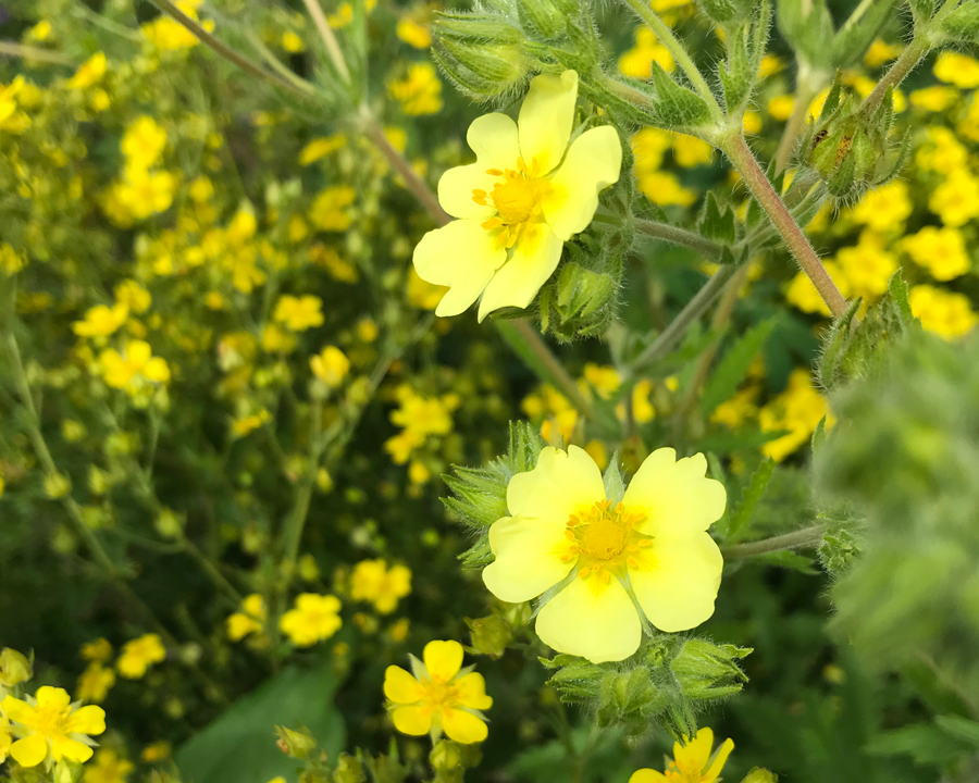 Yellow Cinquefoil Flower seeds for Planting - Easy to Grow, Heirloom & GMO Free Seeds for Home Garden