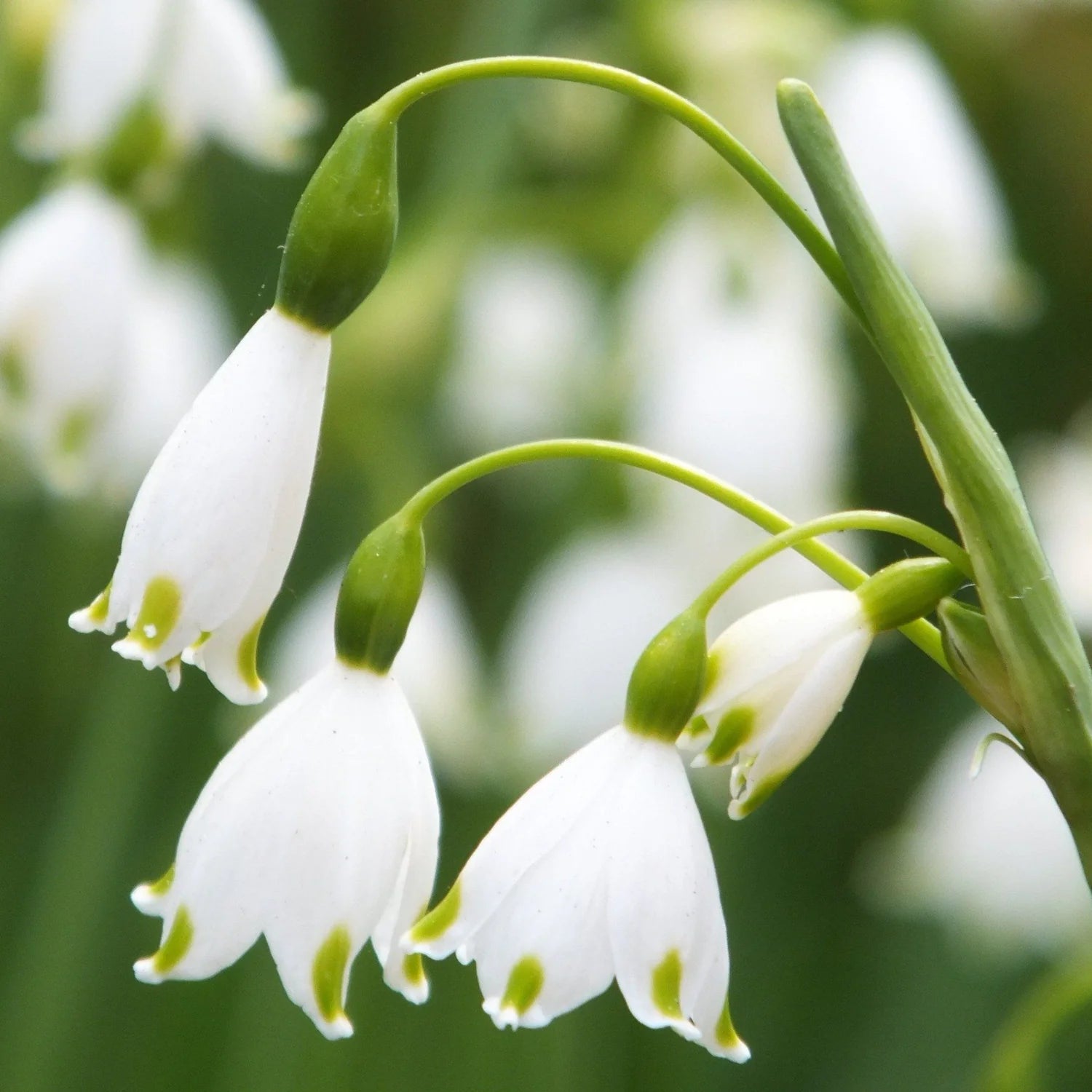 White Rich Aroma Flower seeds for Planting - Colorful Display, Heirloom & GMO Free Seeds for Home Garden
