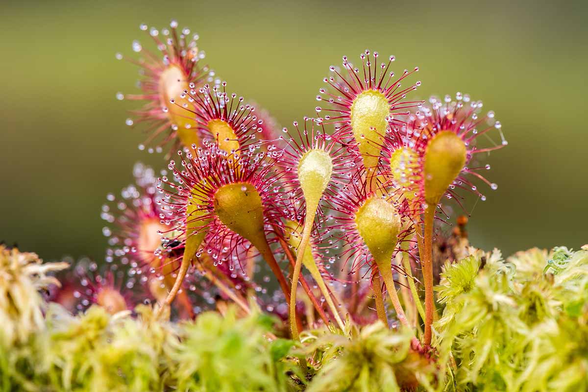 Pink Sundew Plant Seeds For Easy Planting Seeds