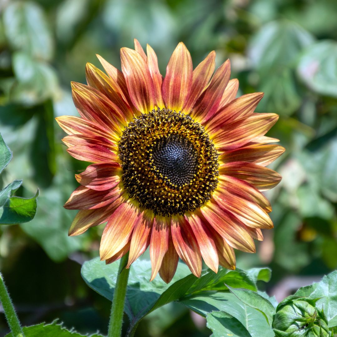 Mixed Blanket Sunflower Seeds for Planting - Vibrant Garden Blooms Heirloom Non-GMO Seeds