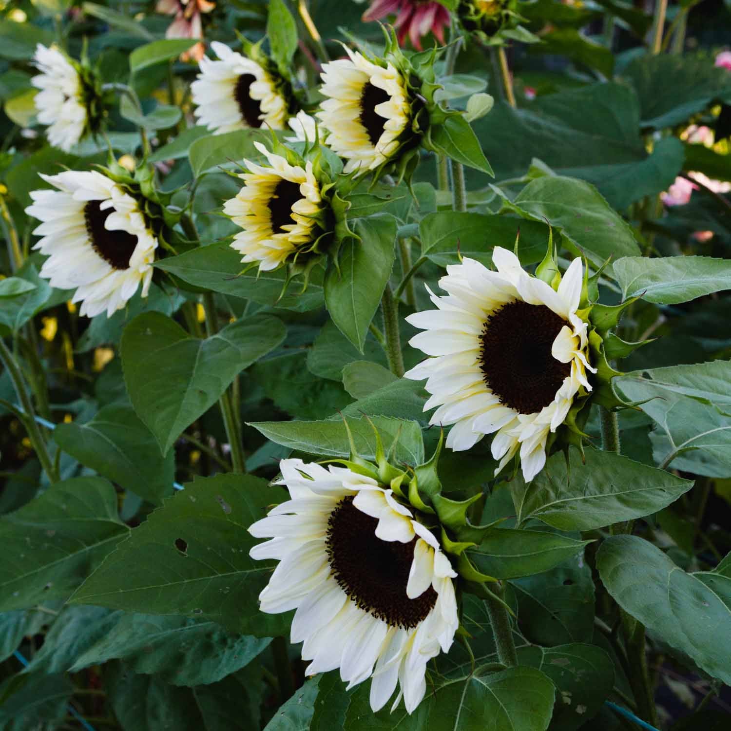 White Sunflower Flower seeds for Planting - Seasonal Bloomer, Heirloom & GMO Free Seeds for Home Garden