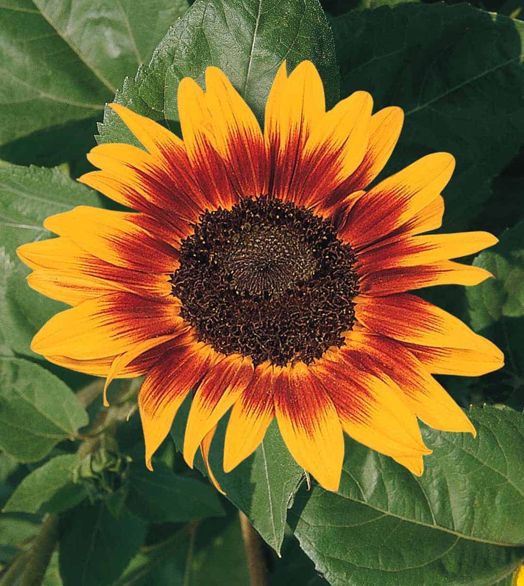 Brown Sunflower Flower seeds for Planting - Shade Tolerant, Heirloom & GMO Free Seeds for Home Garden
Sale