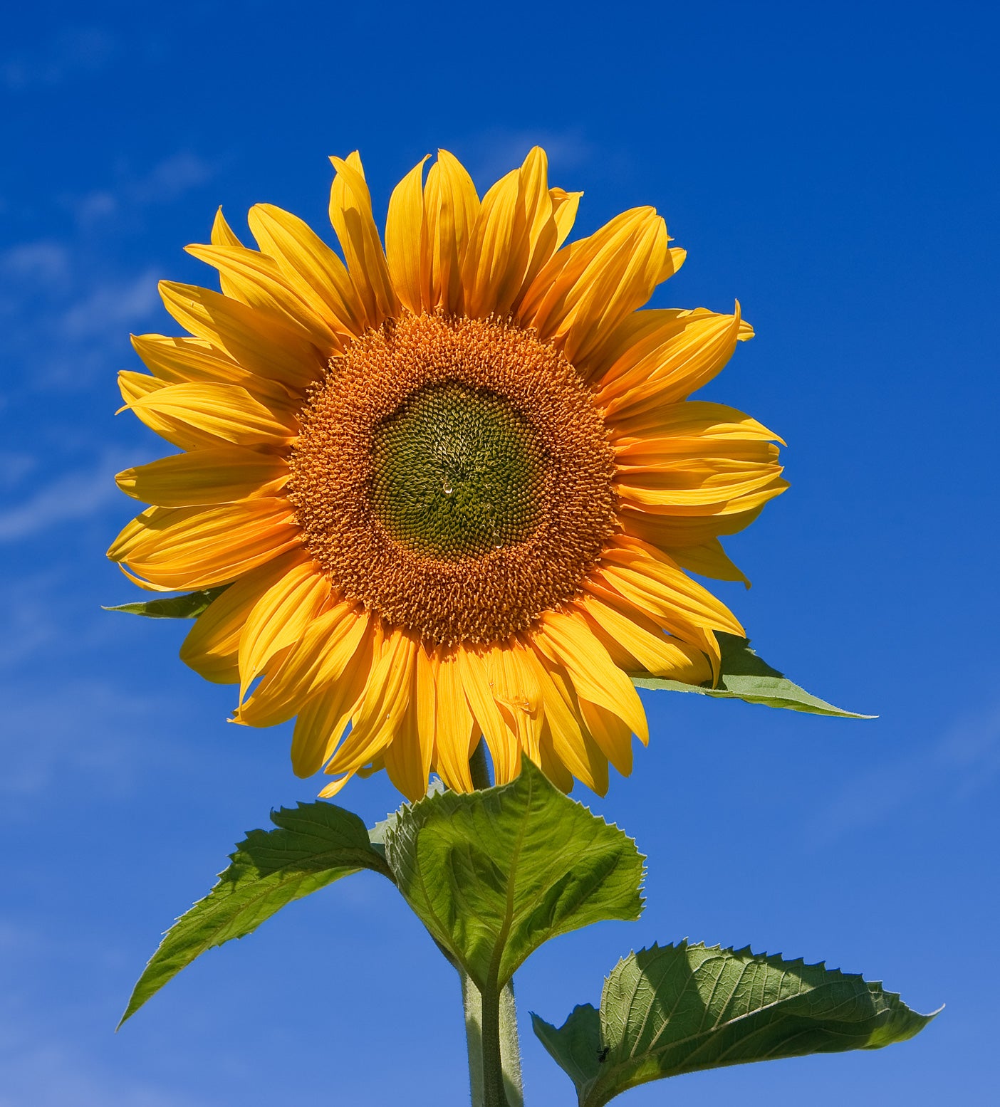 SunFlower seeds for Planting Wildflower Mix Heirloom & GMO Free Seeds for Home Garden