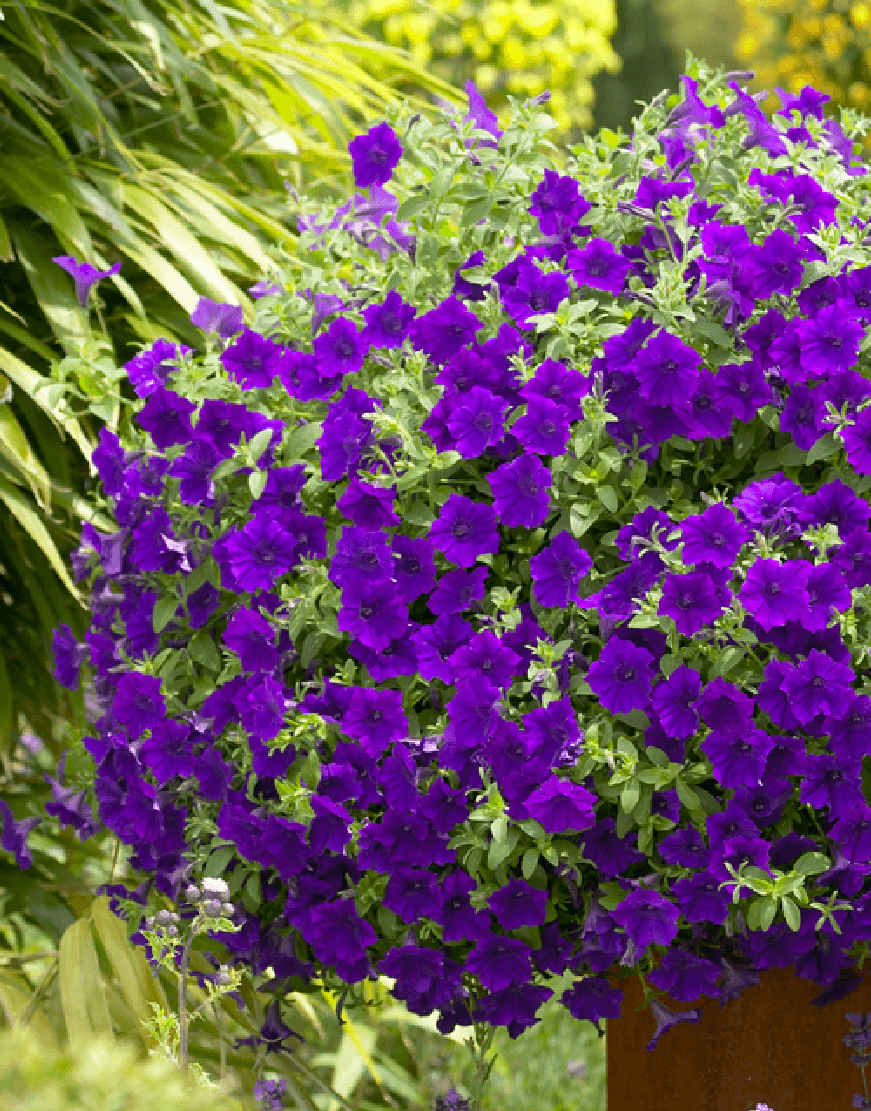 Violet Petunia Seeds for Easy Planting