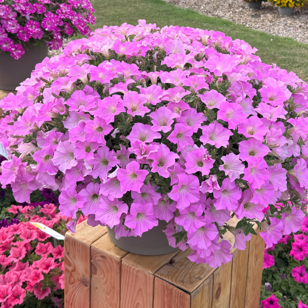 Purple Surfinia Planting Seeds - Perfect for Colorful Blooms