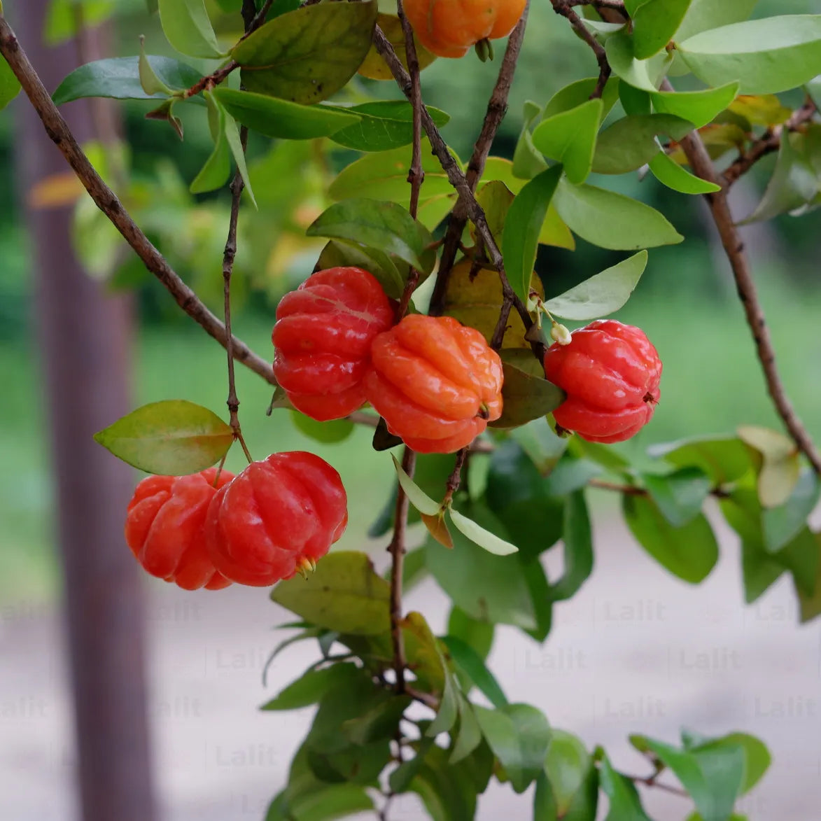 Pitanga Fruit Seeds for Planting Grow Your Own Tropical Harvest